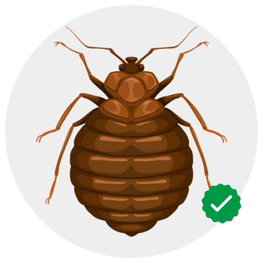 Bed bug control